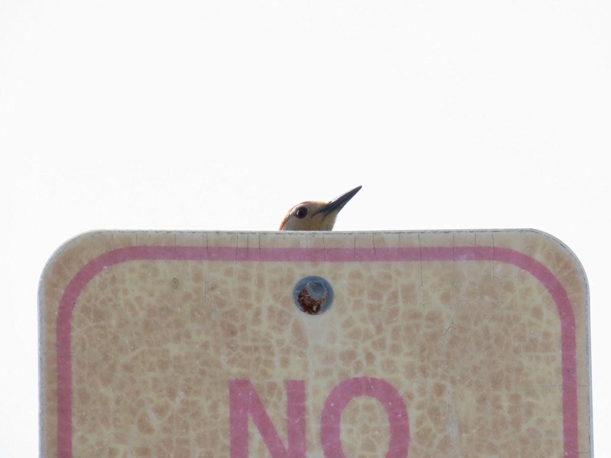 Red-bellied Woodpecker - ML638331322