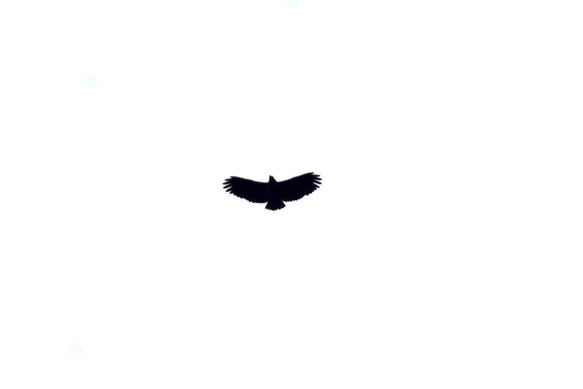 Slender-billed Kite - ML638331334