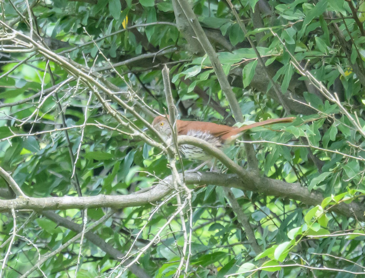 Brown Thrasher - ML638331341