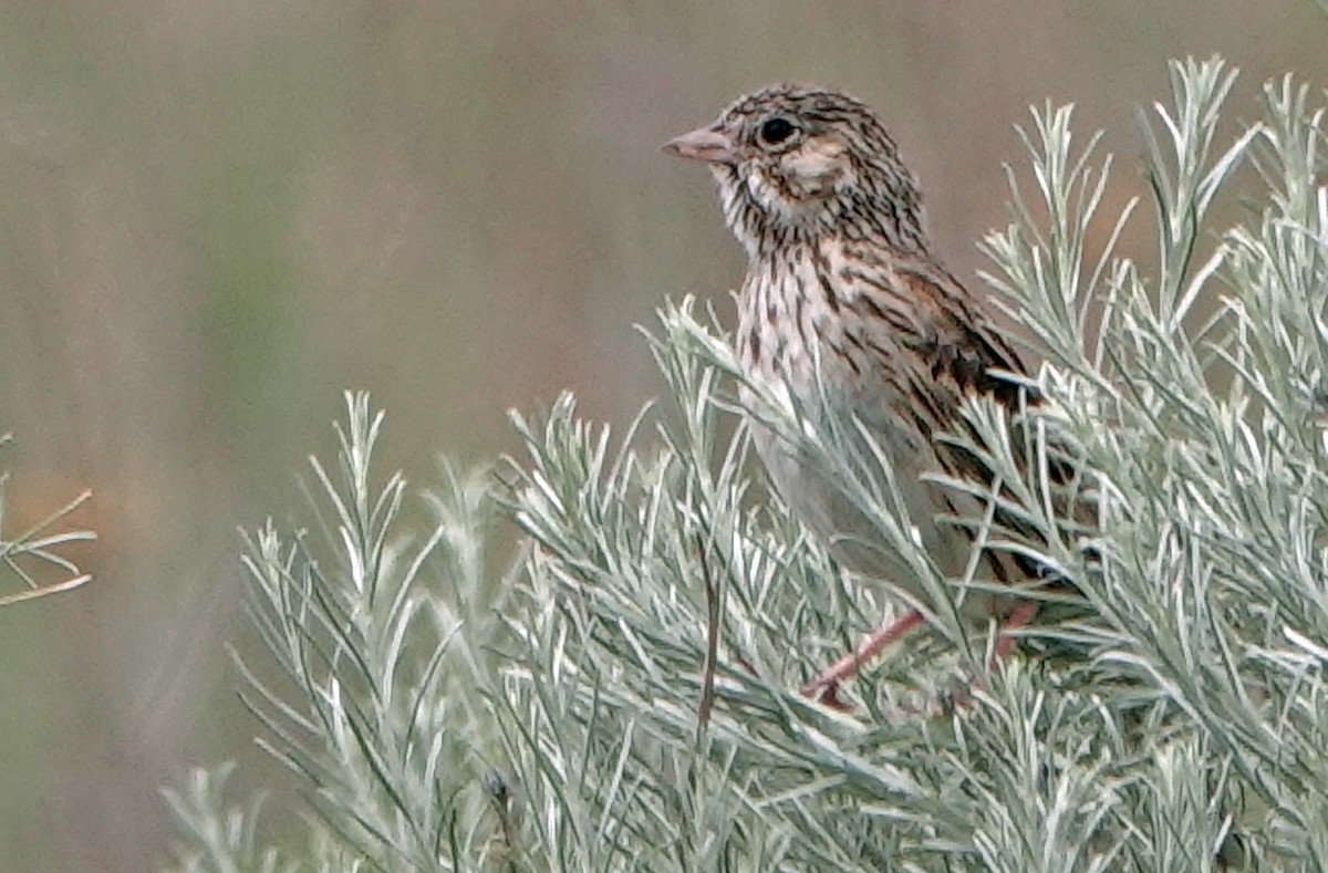 Vesper Sparrow - ML638331360