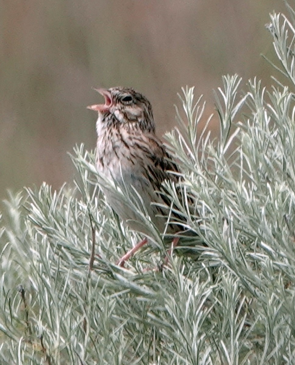 Vesper Sparrow - ML638331361