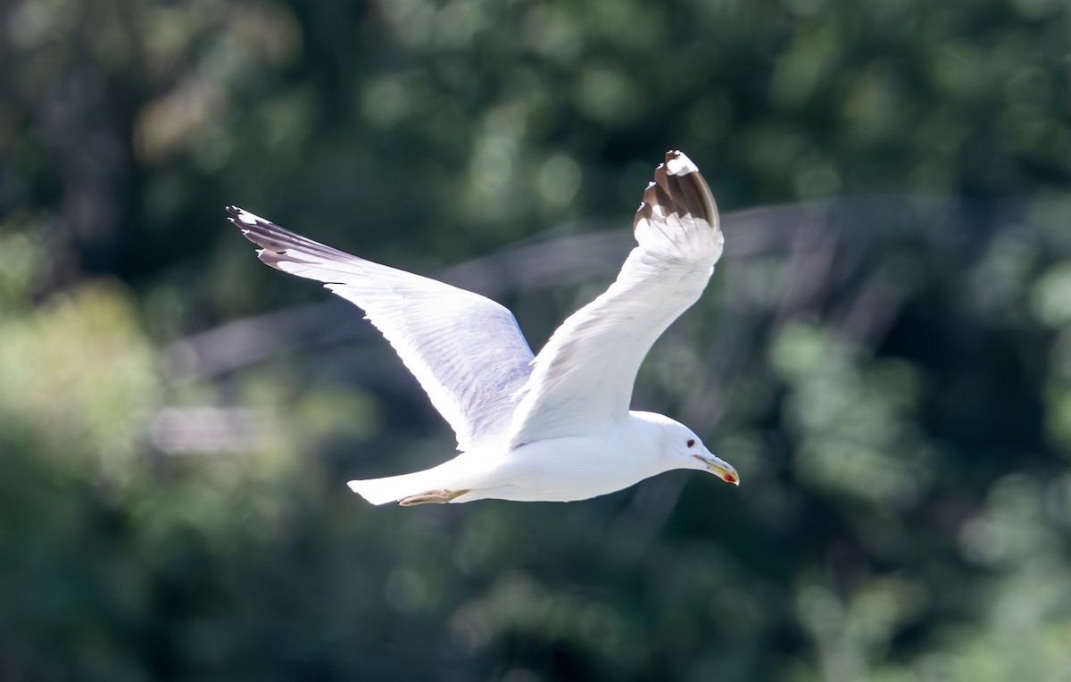 California Gull - ML638331379