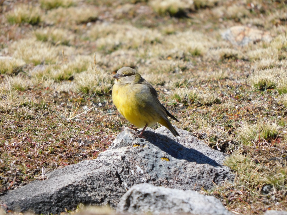 Bright-rumped Yellow-Finch - ML638331383