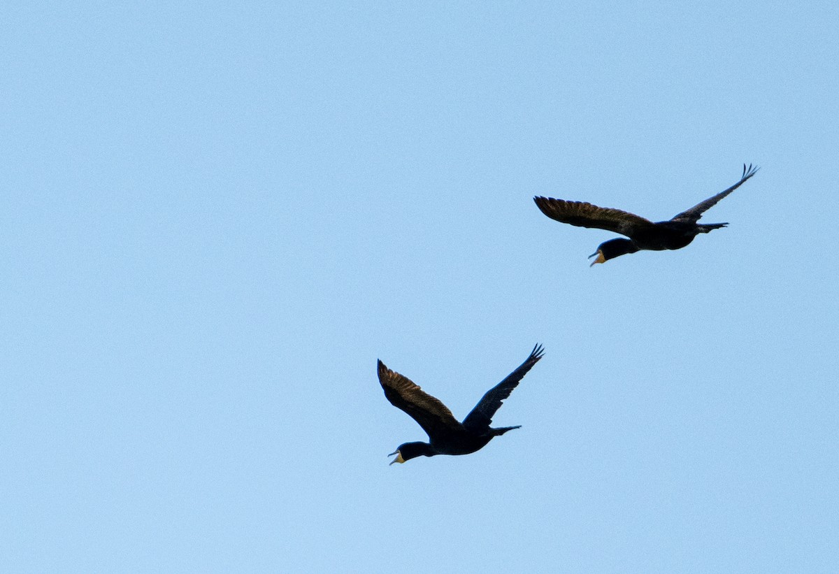 Double-crested Cormorant - ML638331384
