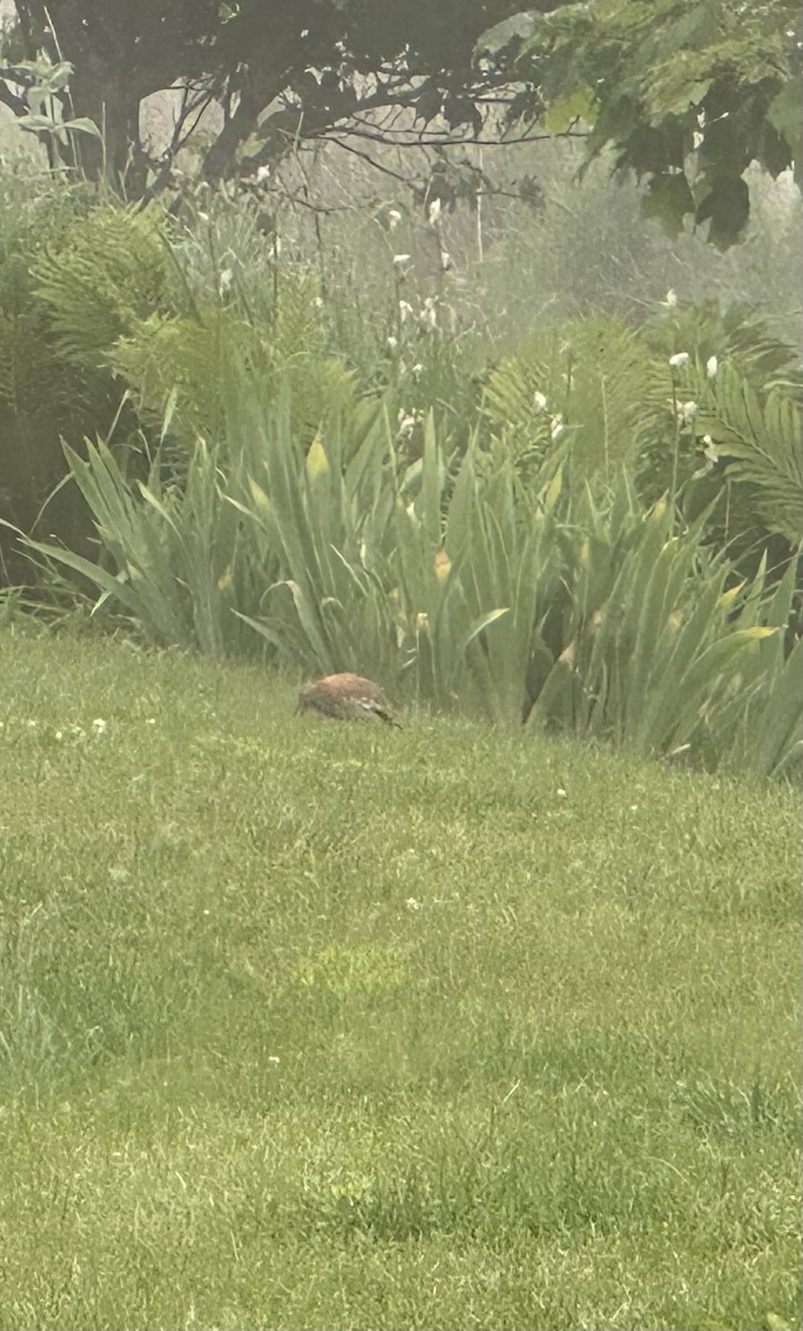 Brown Thrasher - ML638331386