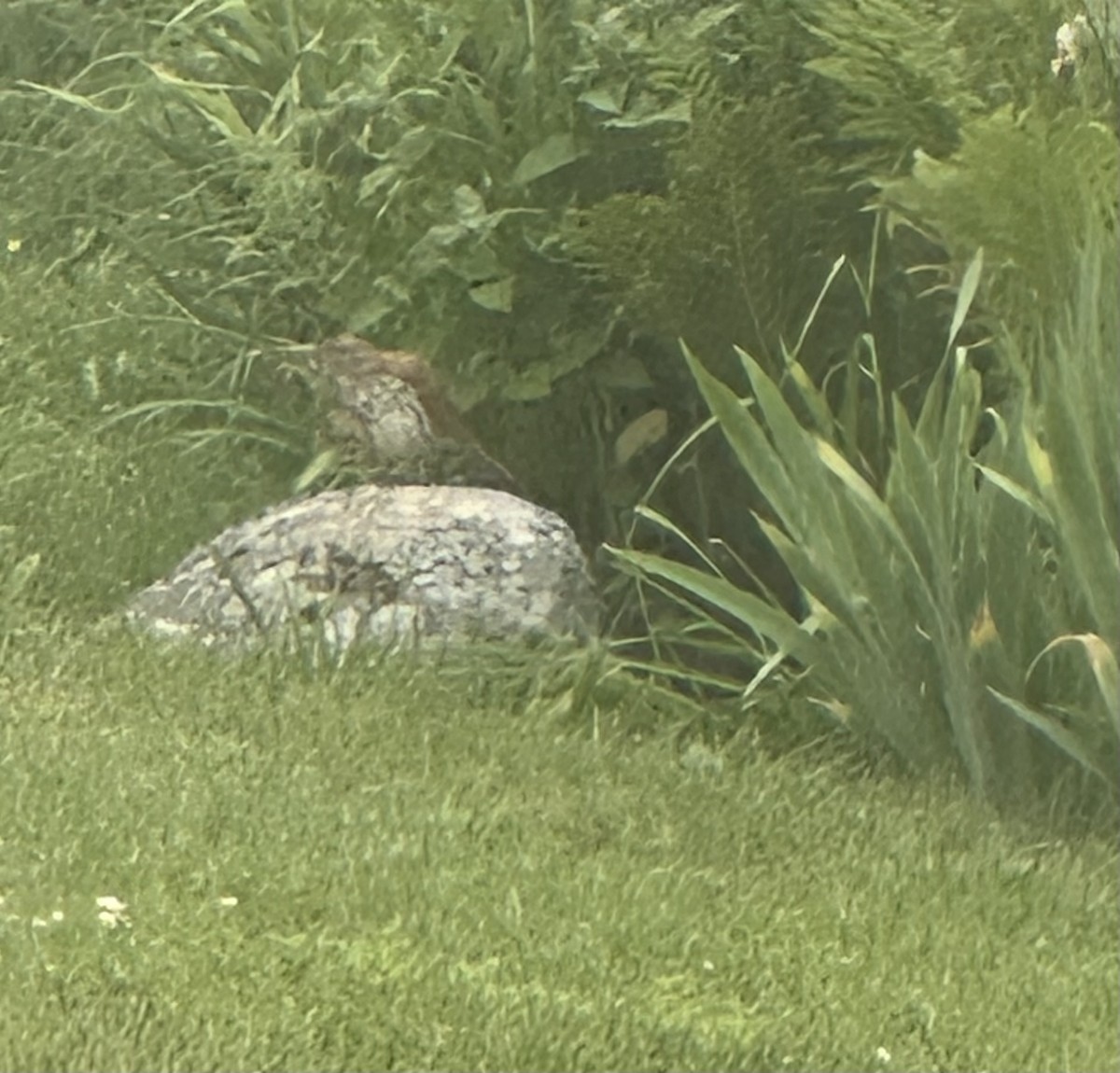Brown Thrasher - ML638331387