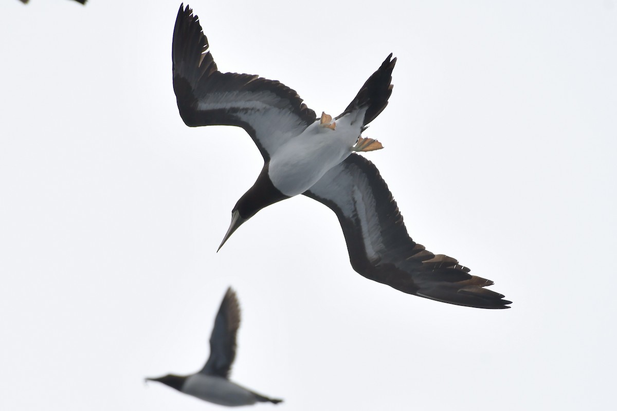 Cocos Booby (Brewster's) - ML638331392