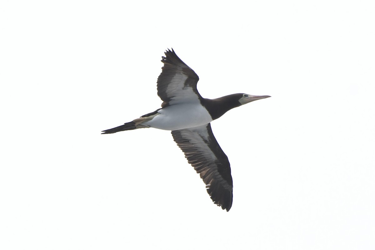 Cocos Booby (Brewster's) - ML638331393