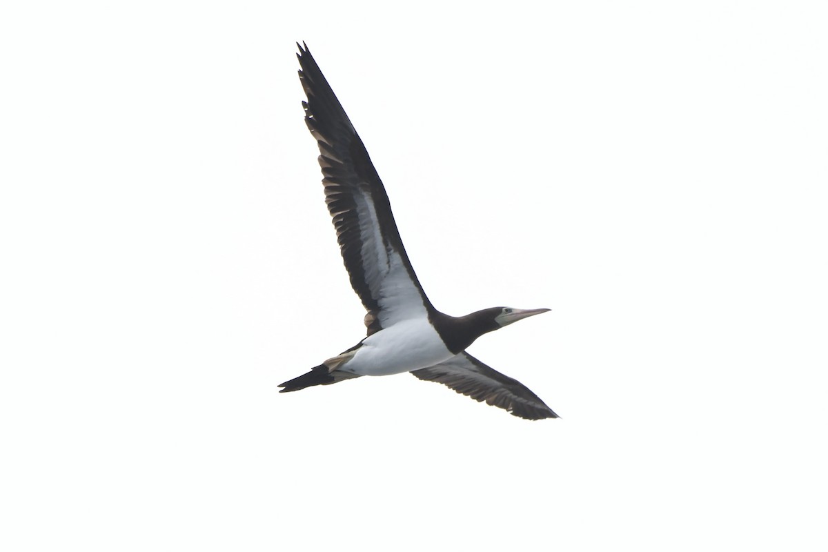 Cocos Booby (Brewster's) - ML638331395