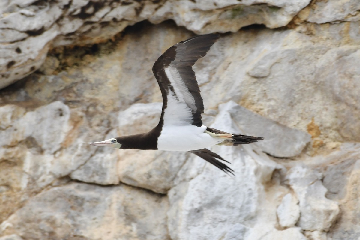 Cocos Booby (Brewster's) - ML638331396