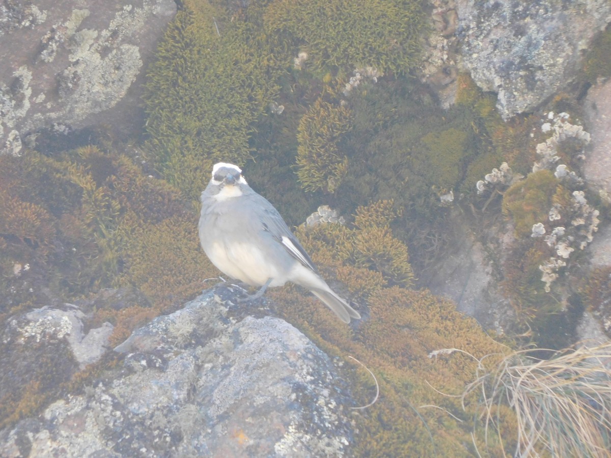 Glacier Finch - ML638331419