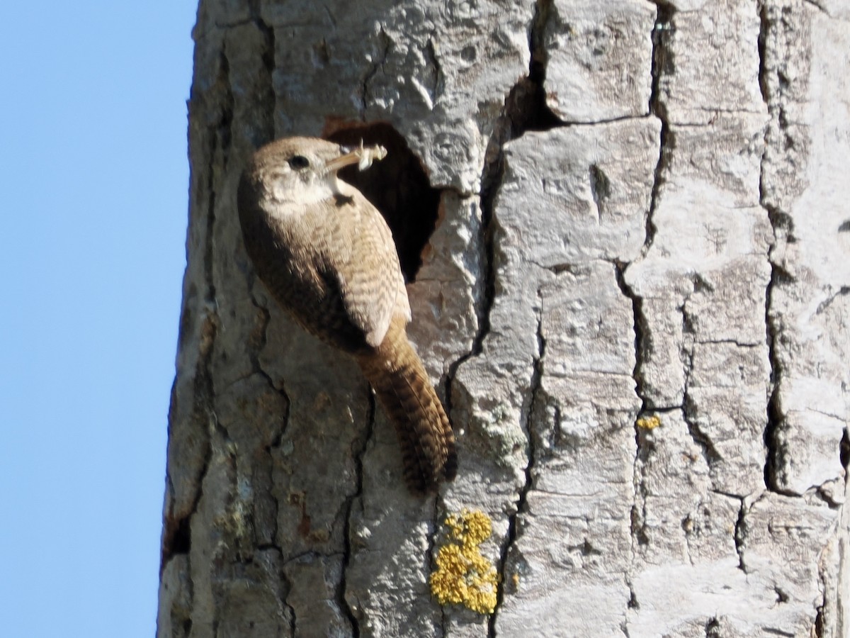 Northern House Wren - ML638331423