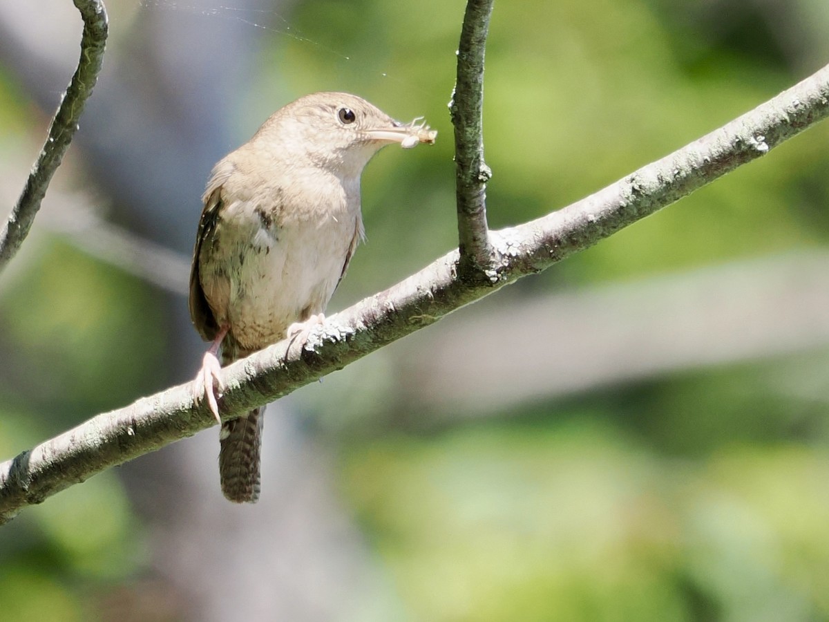 Northern House Wren - ML638331424