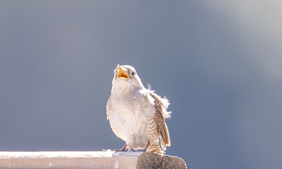 Northern House Wren - ML638331427