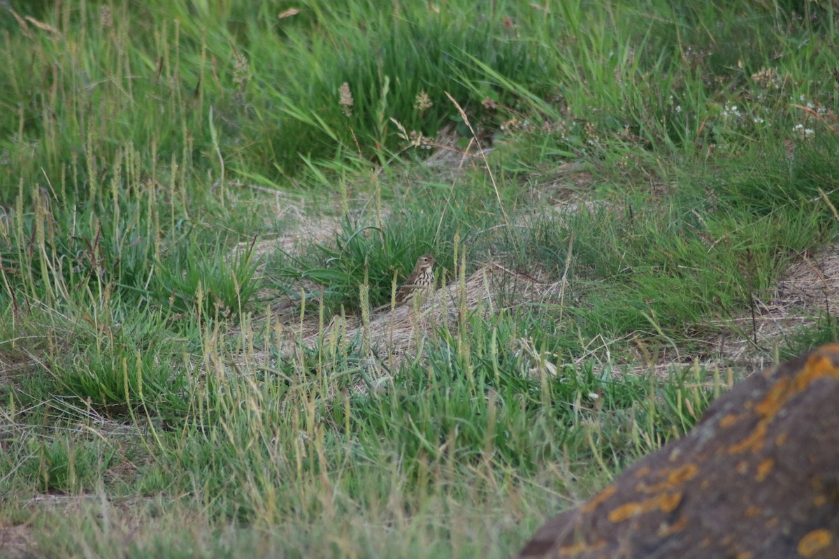 Pipit farlouse - ML638331434