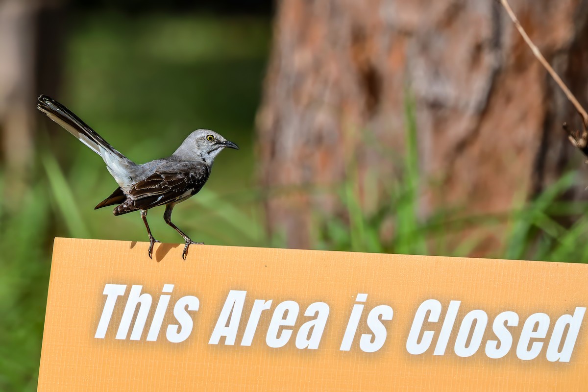 Northern Mockingbird - ML638331451