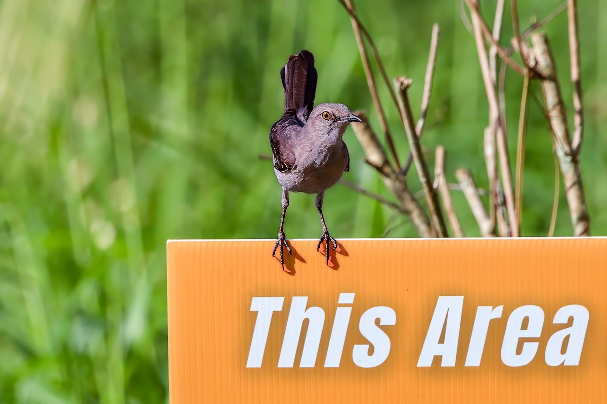 Northern Mockingbird - ML638331452