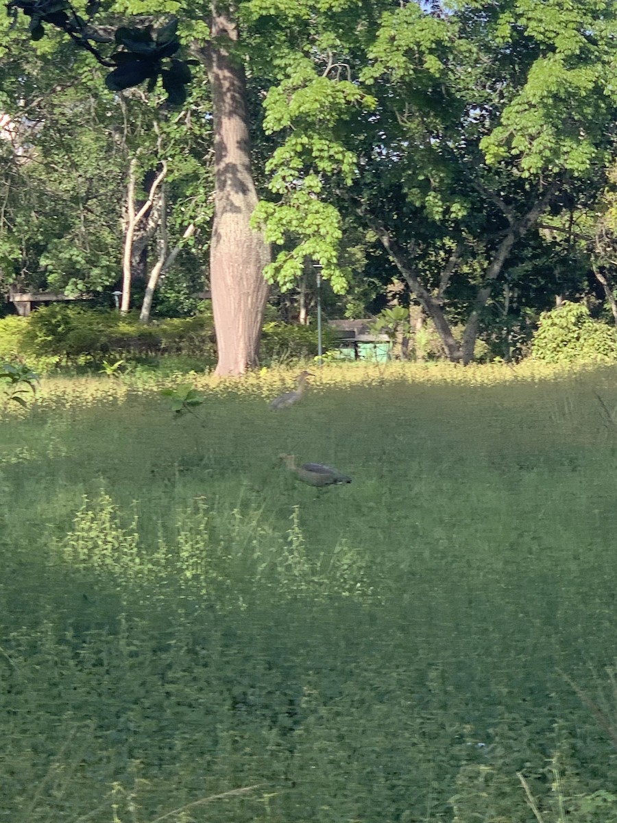 Whistling Heron - ML638331458