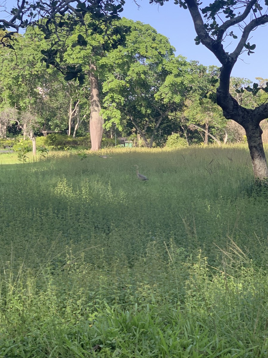 Whistling Heron - ML638331459
