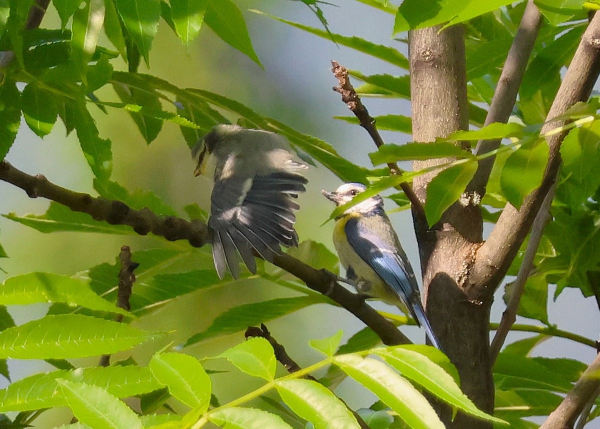 Eurasian Blue Tit - ML638331462