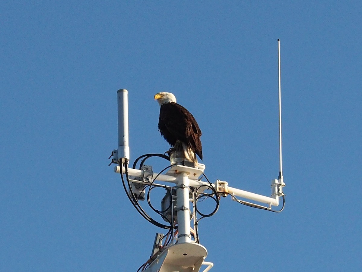 Bald Eagle - ML638331479