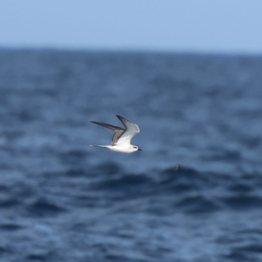 tøyleterne - ML638331489