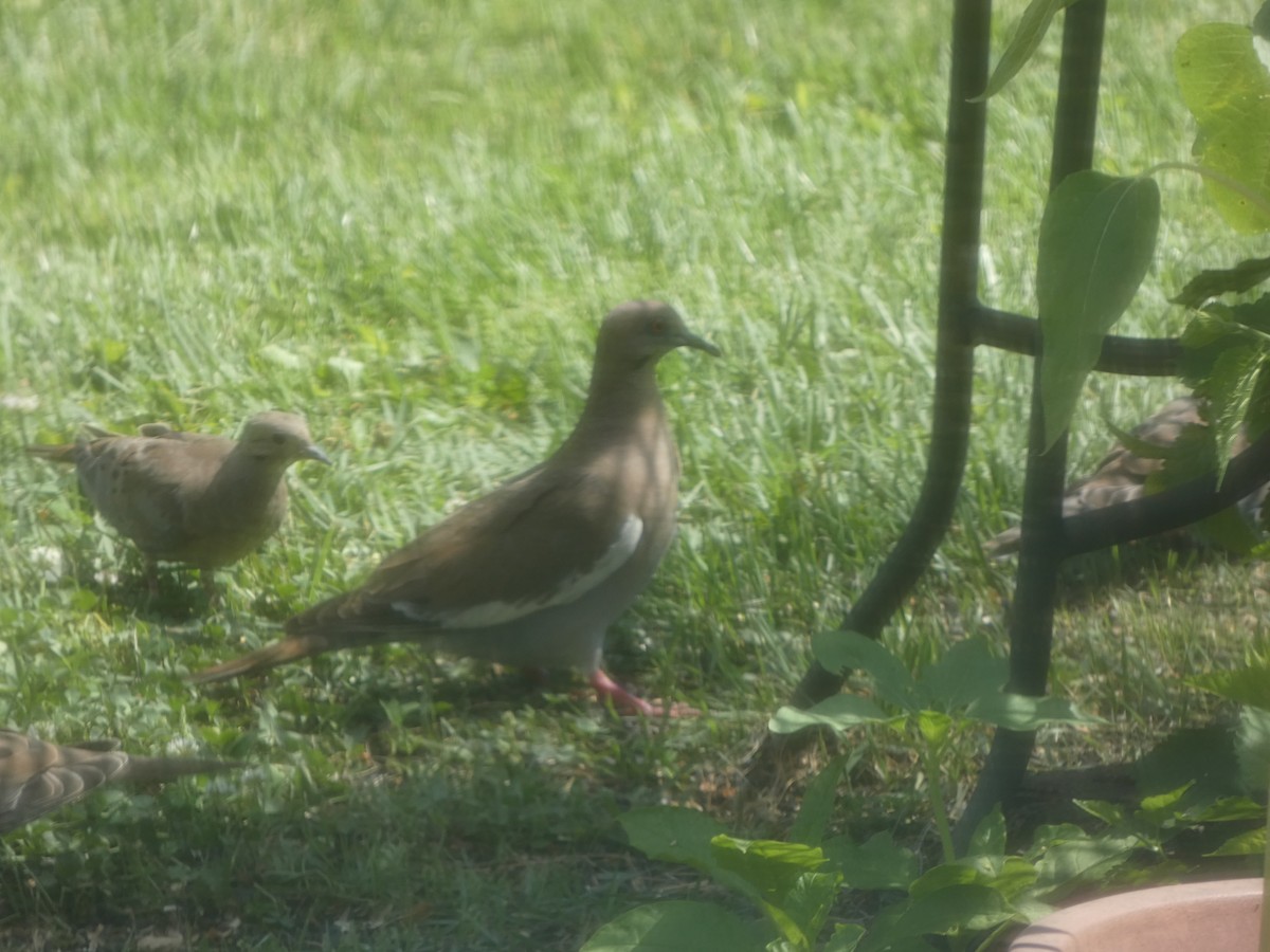 White-winged Dove - ML638331490