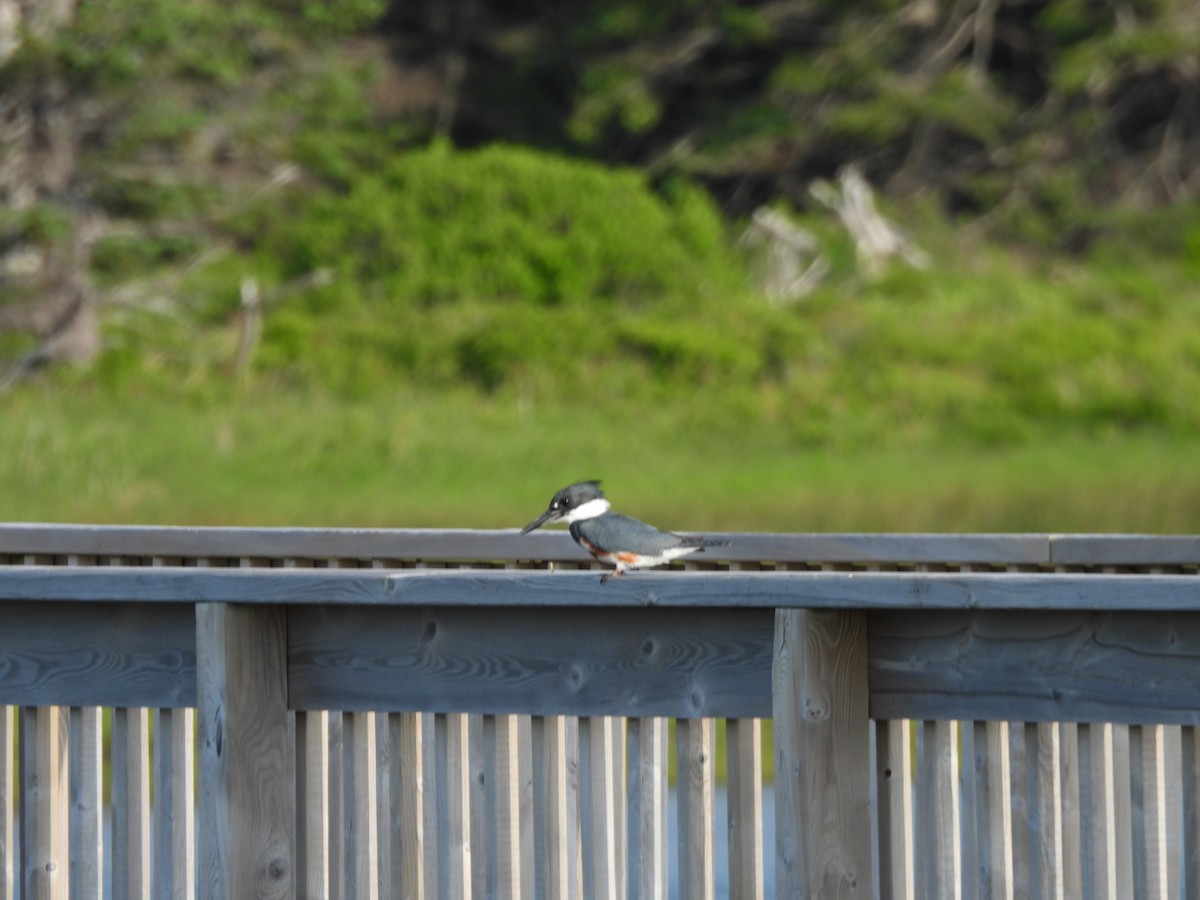 Belted Kingfisher - ML638331496