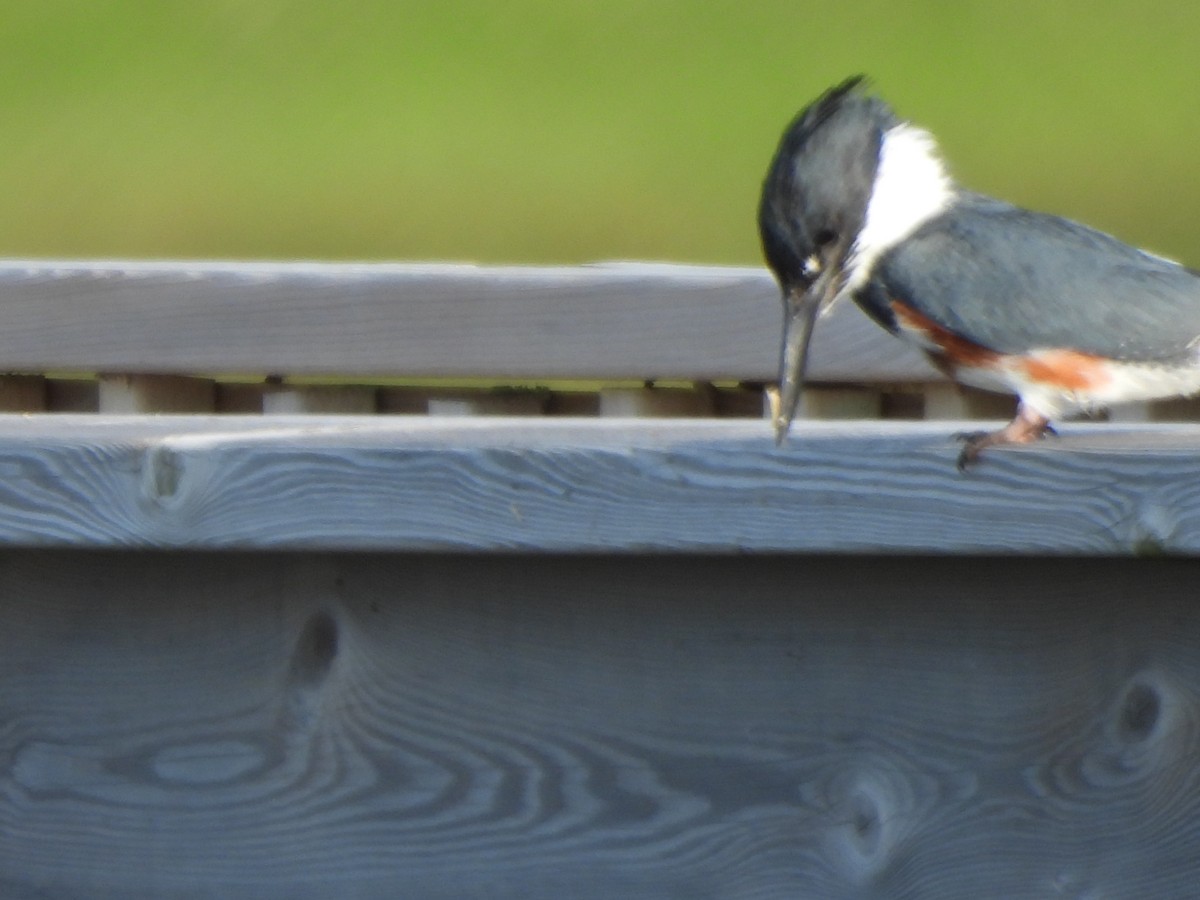Belted Kingfisher - ML638331497