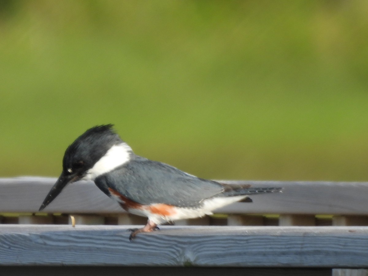 Belted Kingfisher - ML638331498