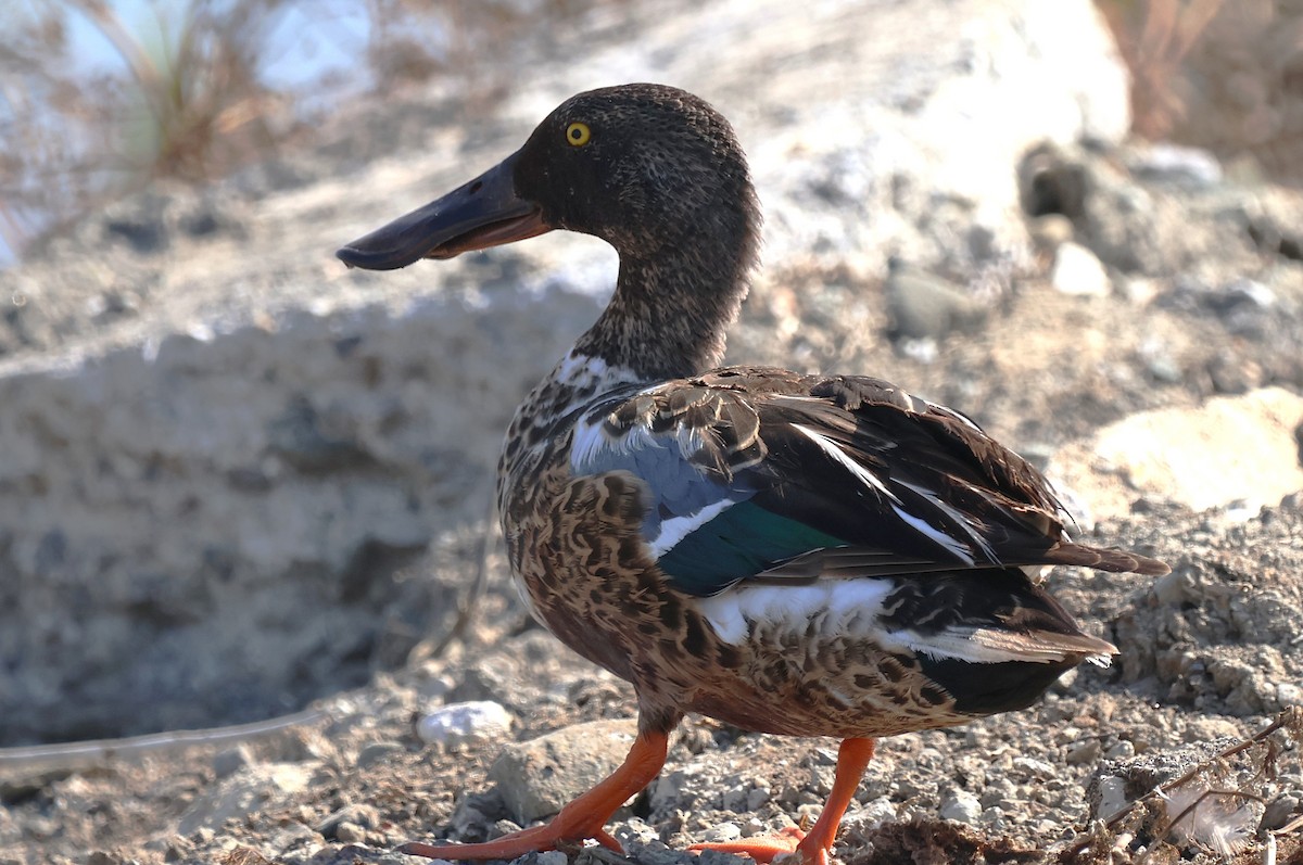 Northern Shoveler - ML638331504