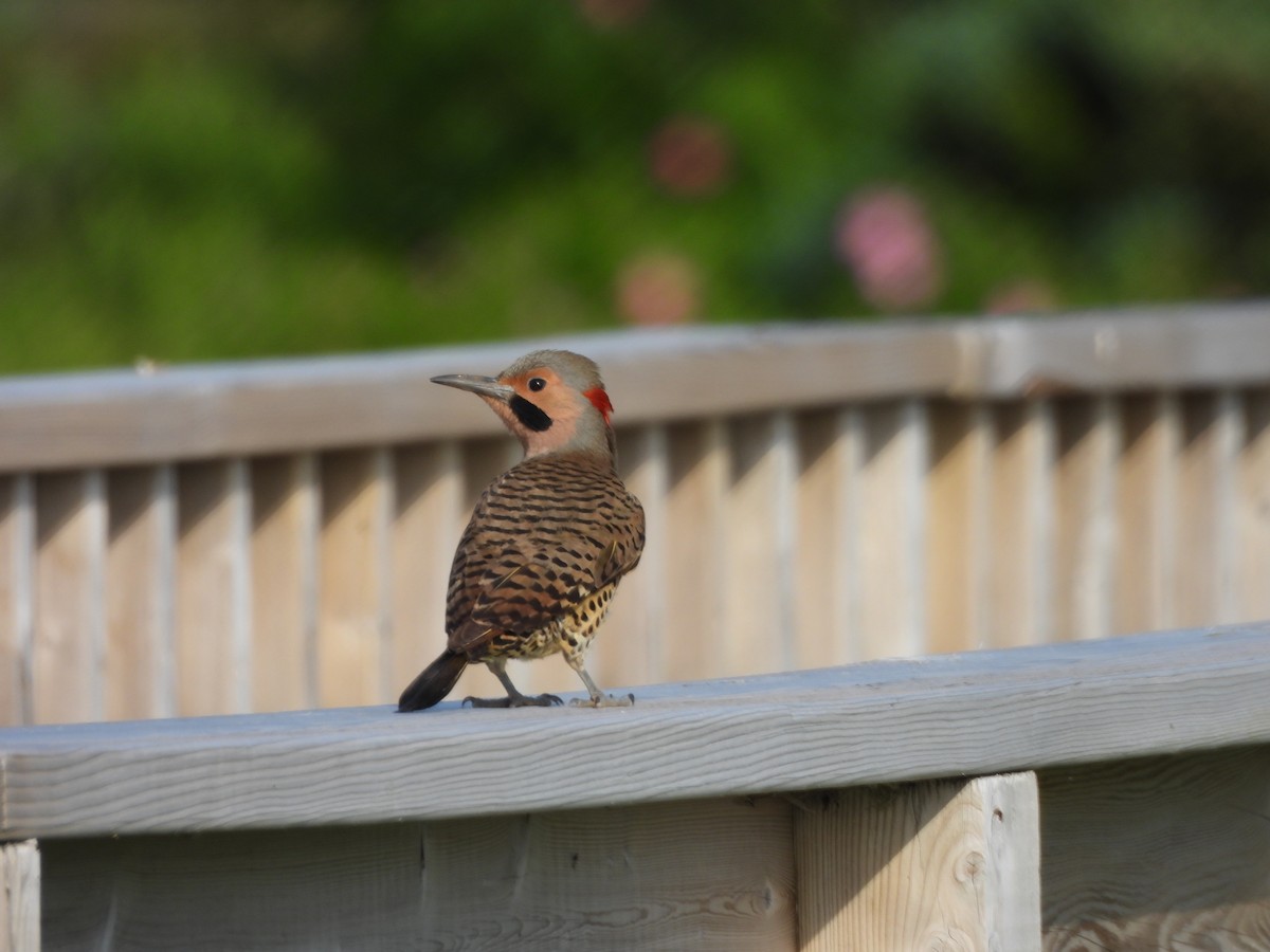 Northern Flicker - ML638331513