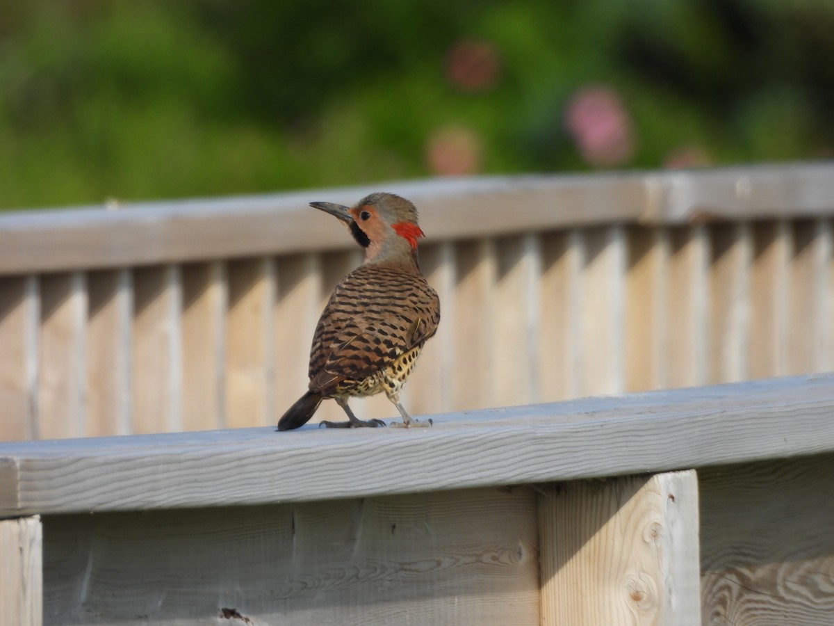 Northern Flicker - ML638331514