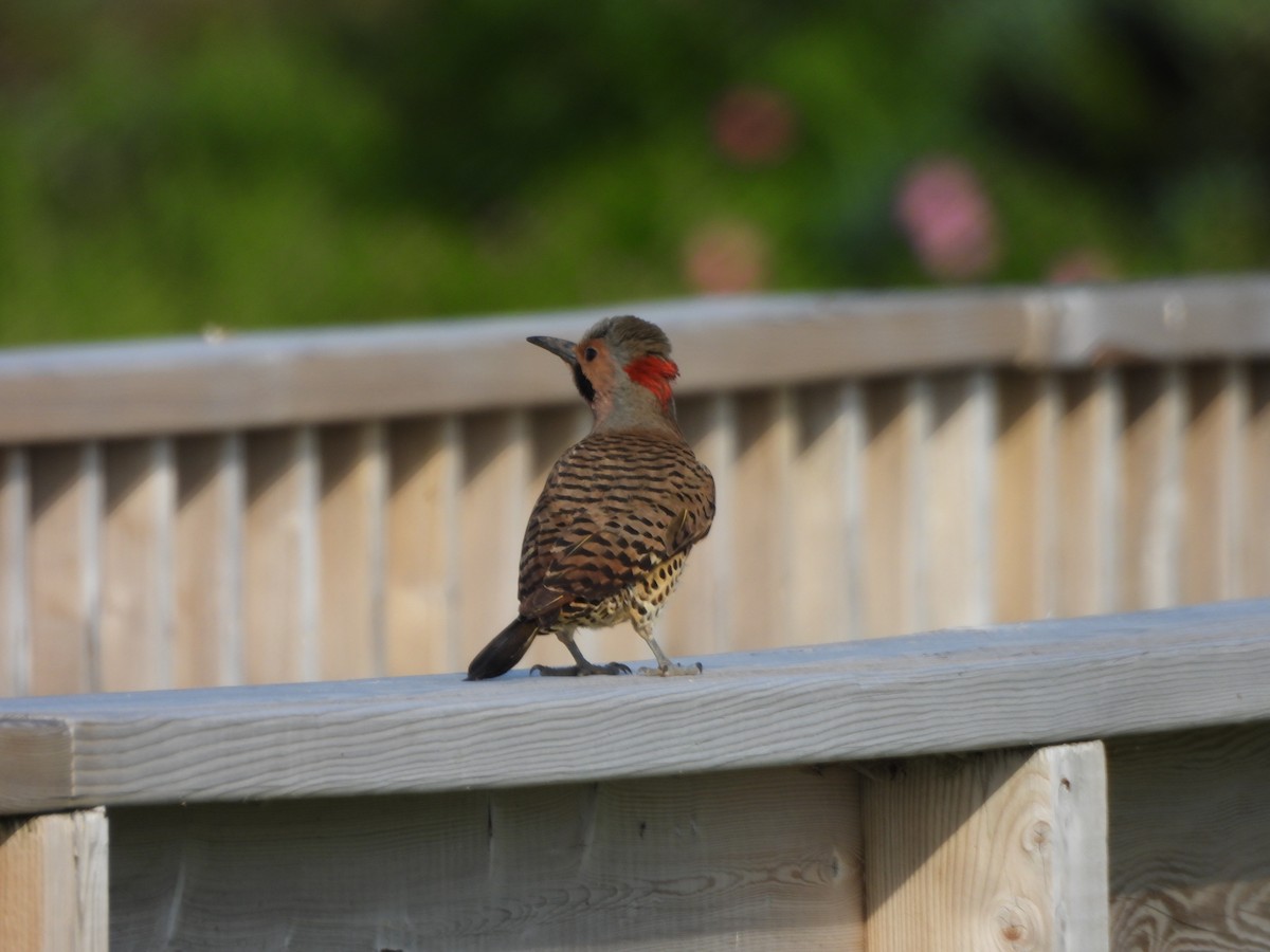 Northern Flicker - ML638331515