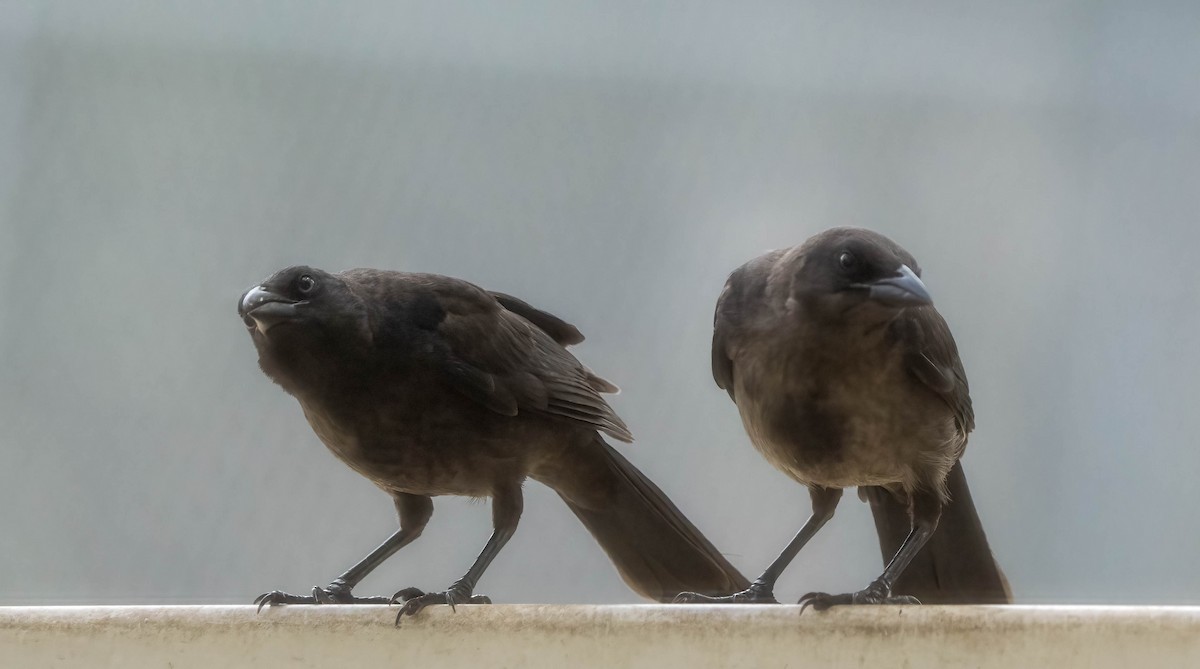 Common Grackle - ML638331519