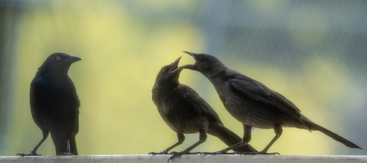 Common Grackle - ML638331520