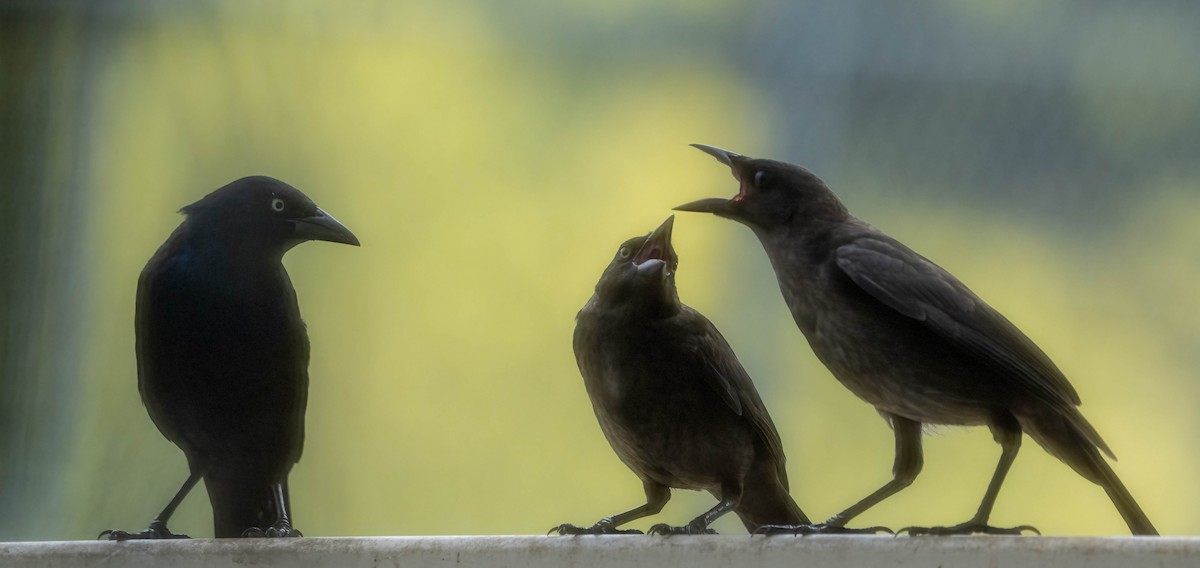 Common Grackle - ML638331521