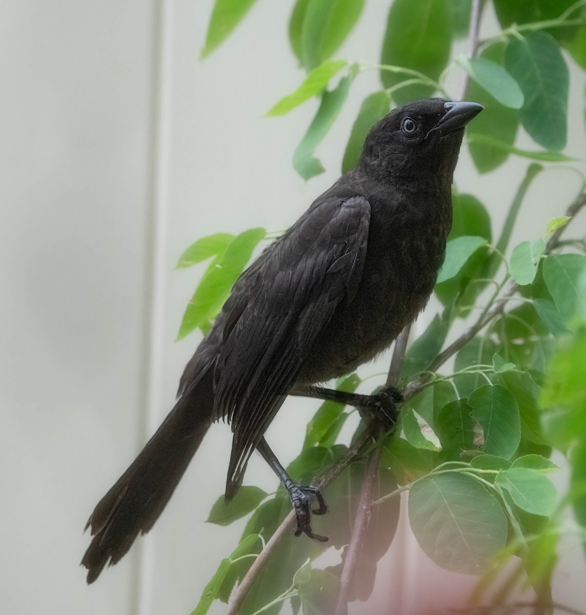 Common Grackle - ML638331522