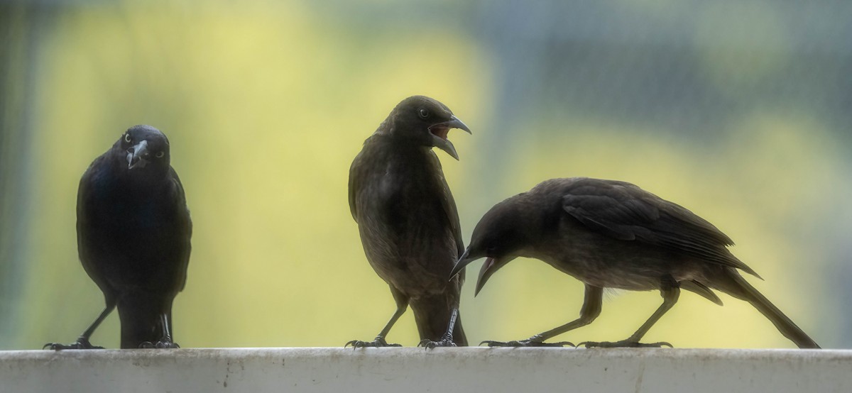 Common Grackle - ML638331523