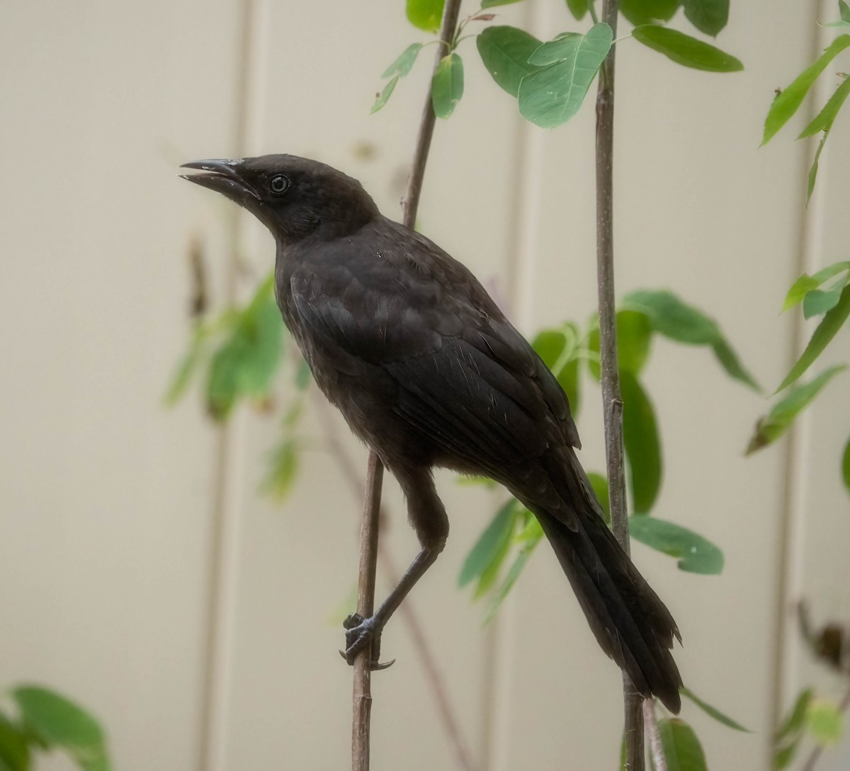 Common Grackle - ML638331524