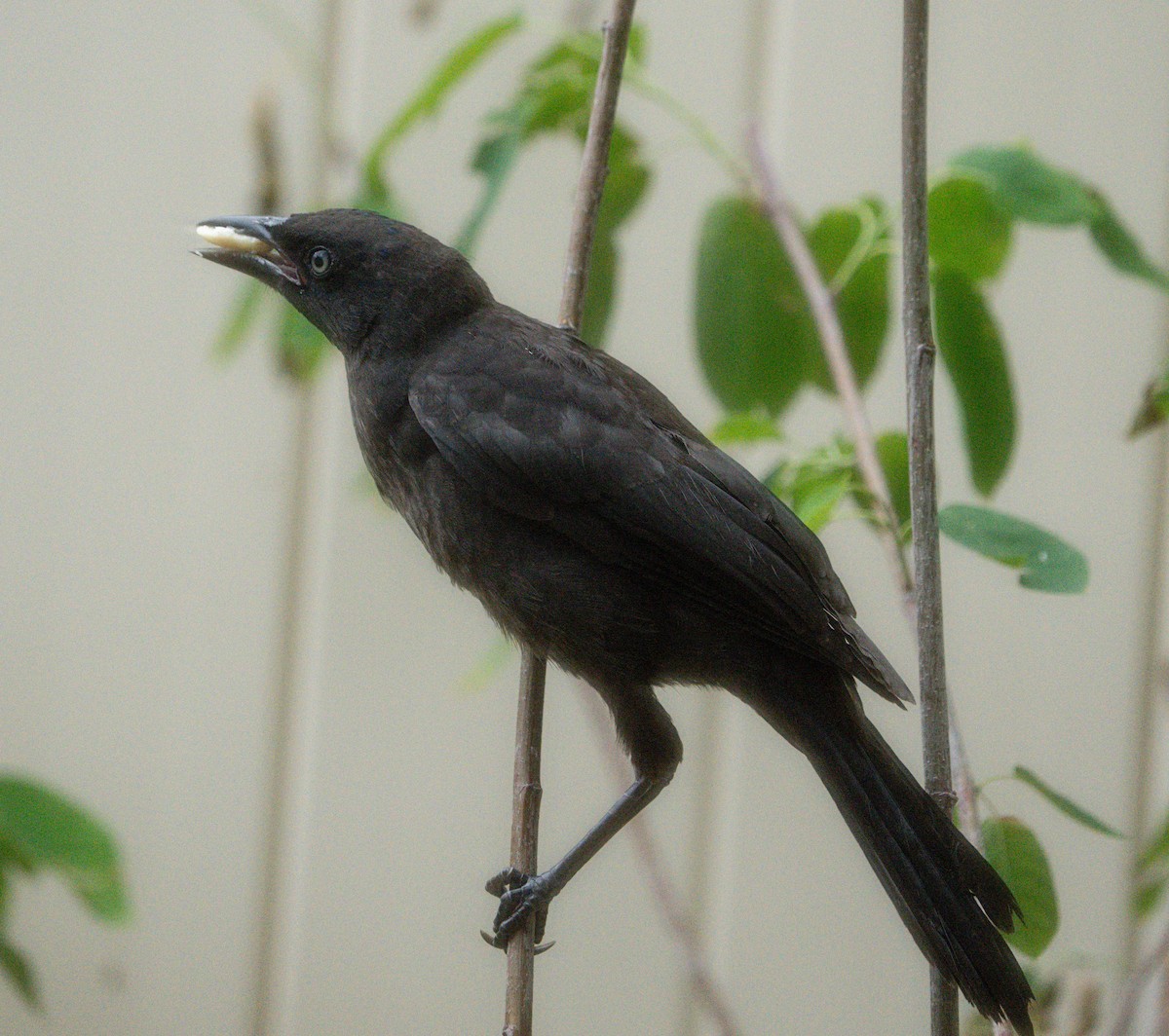 Common Grackle - ML638331525