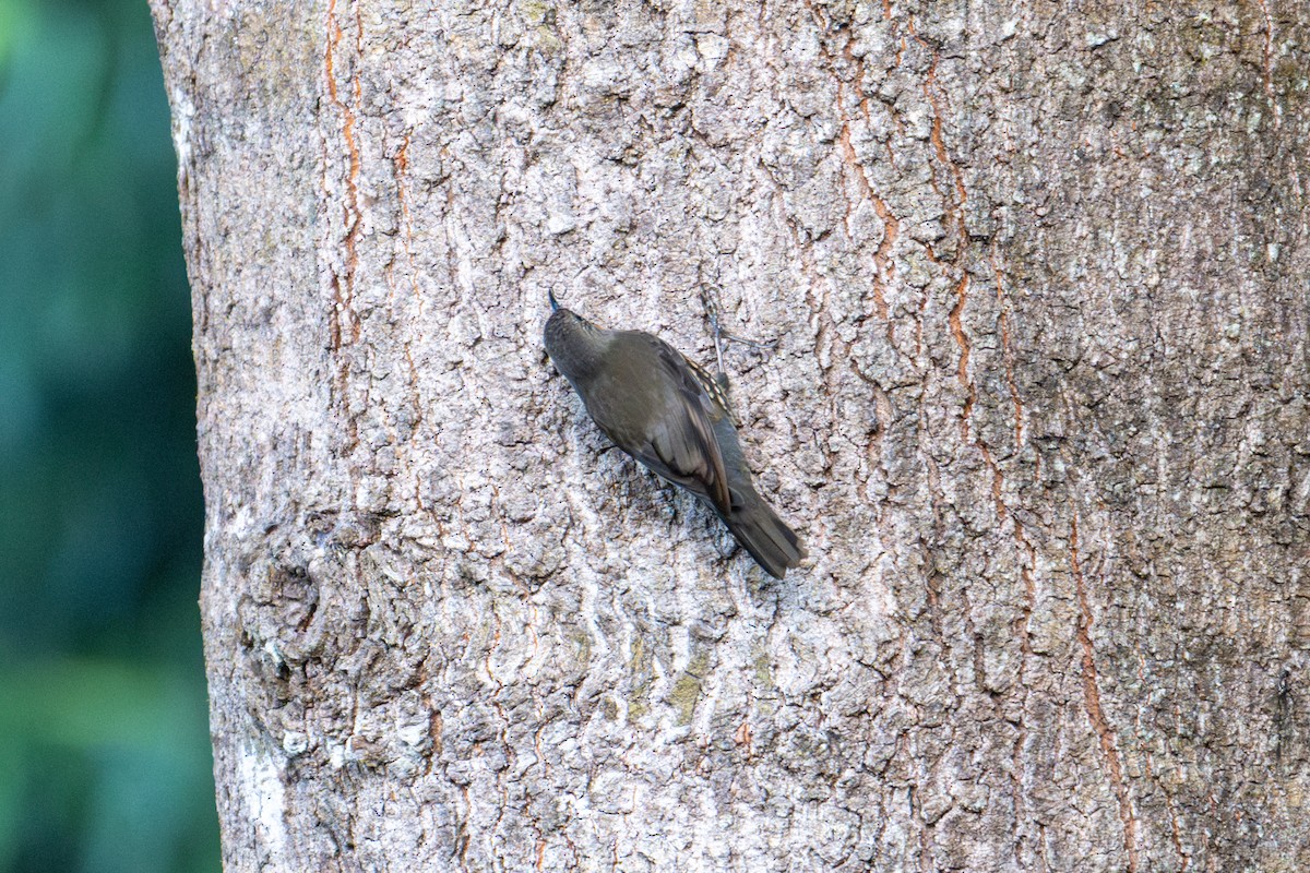 White-throated Treecreeper - ML638331527