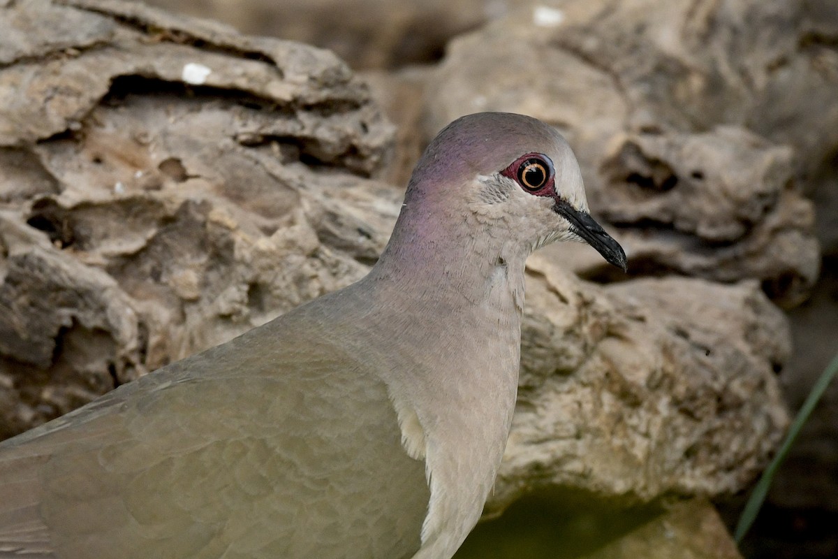 White-tipped Dove - ML638331537