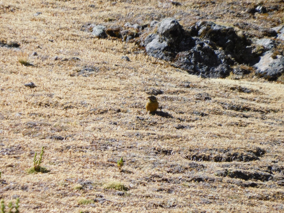 Peruvian Sierra Finch - ML638331543