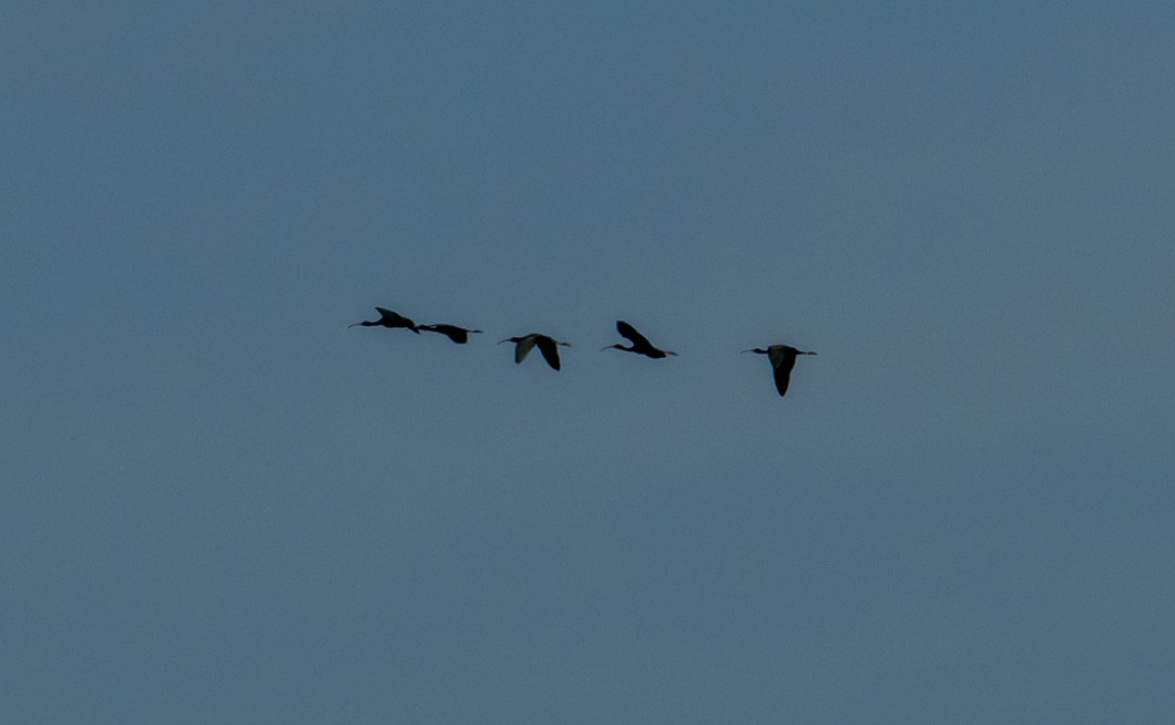 Ibis falcinelle - ML638331544