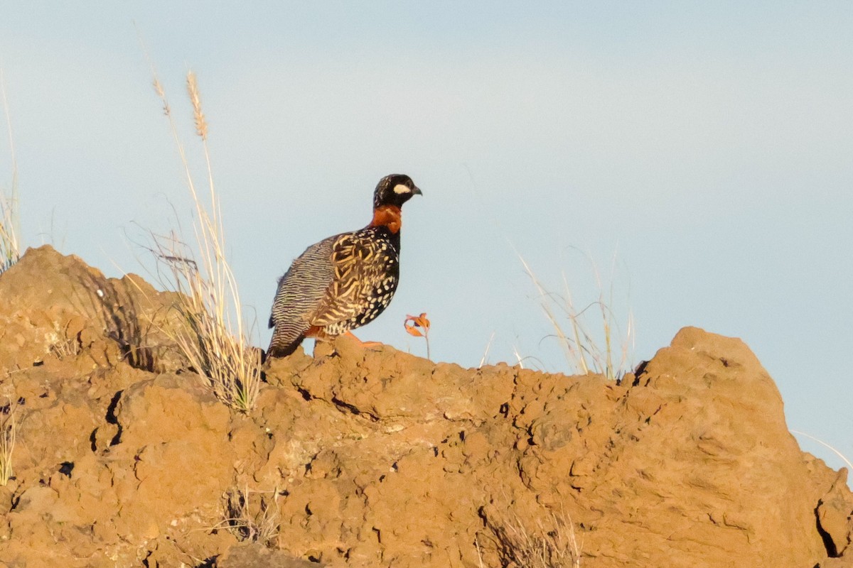 Black Francolin - ML638331571