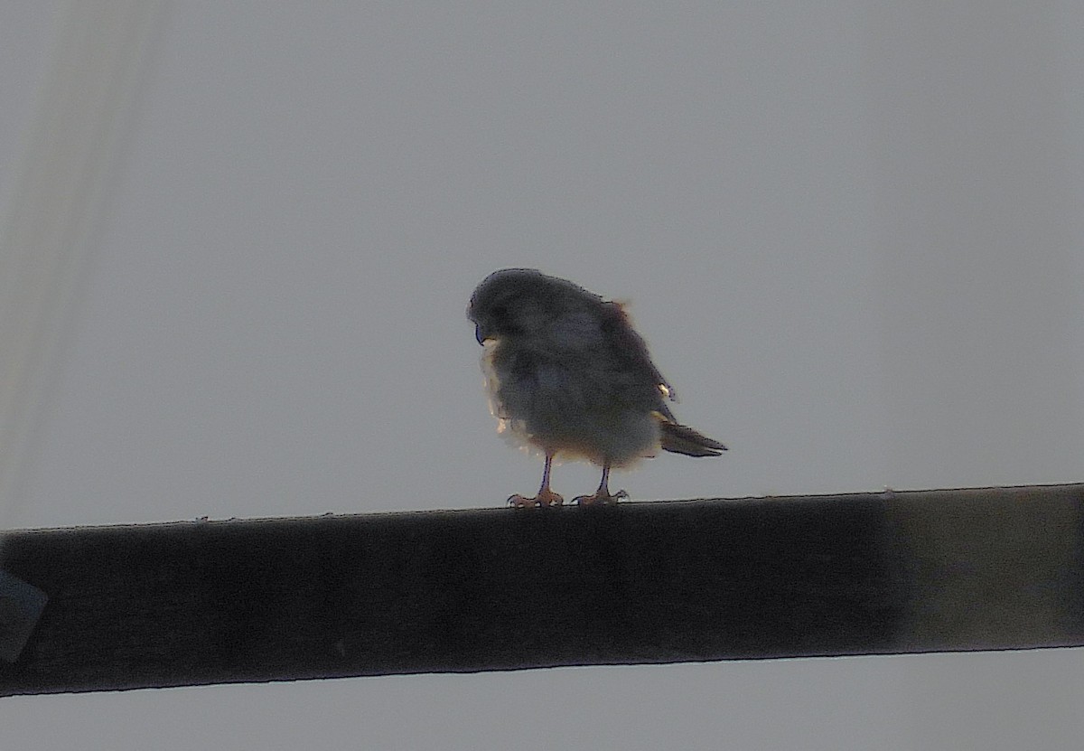 Nankeen Kestrel - ML638331572