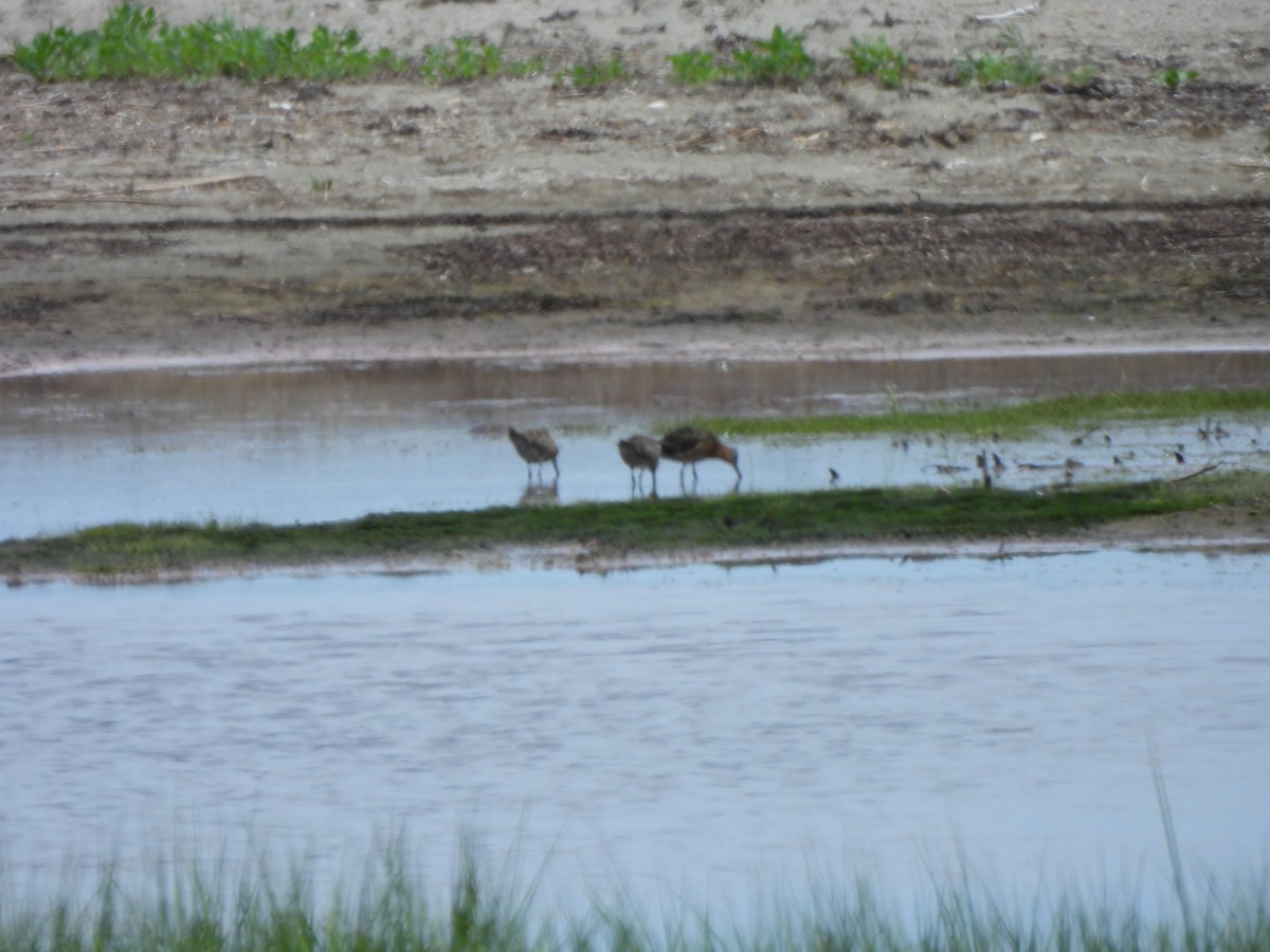 kortnebbekkasinsnipe - ML638331582