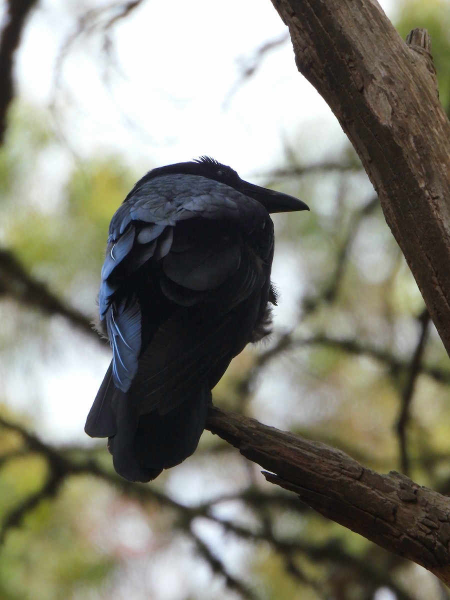 American Crow - ML638331584