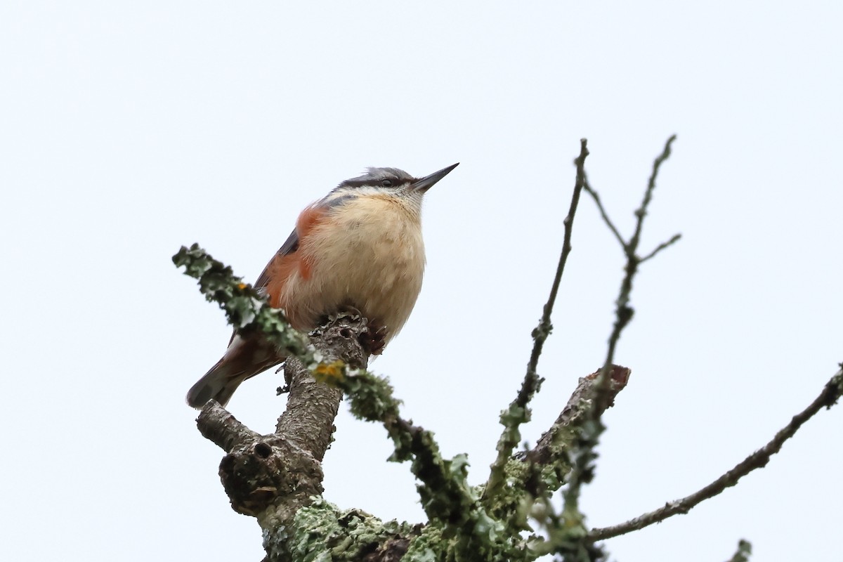 Eurasian Nuthatch - ML638331587